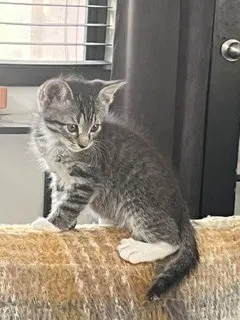 Jake - Domestic Short Hair