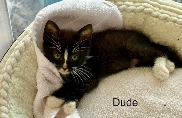 Dude