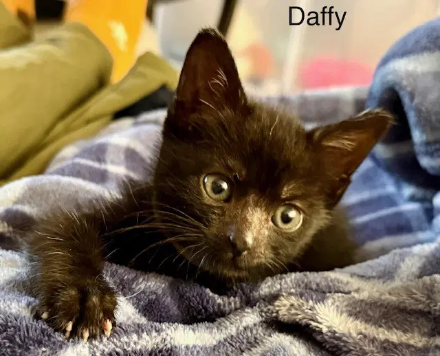 Daffy - Domestic Short Hair