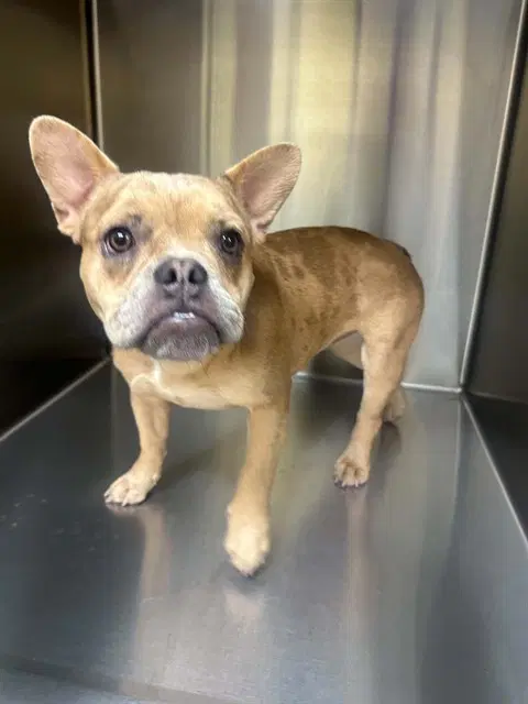 Freya - French Bulldog