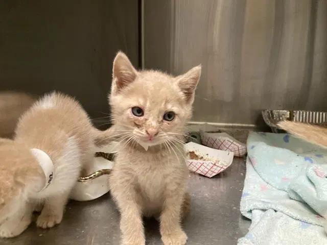 Gouda - Domestic Short Hair