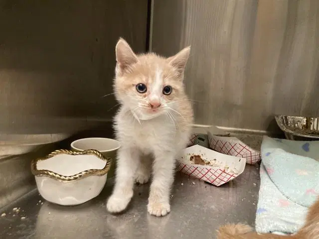 Munster - Domestic Short Hair