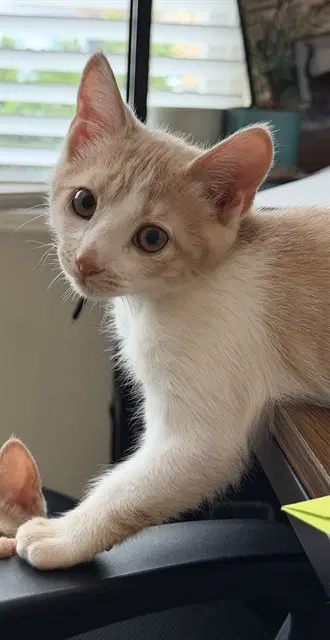Munster - Domestic Short Hair