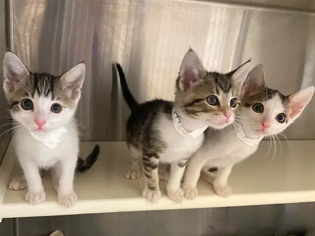 Penelope - Domestic Short Hair