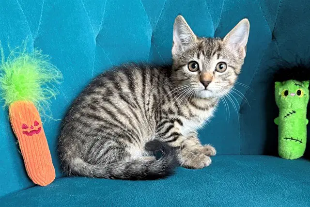Buffy - Domestic Short Hair