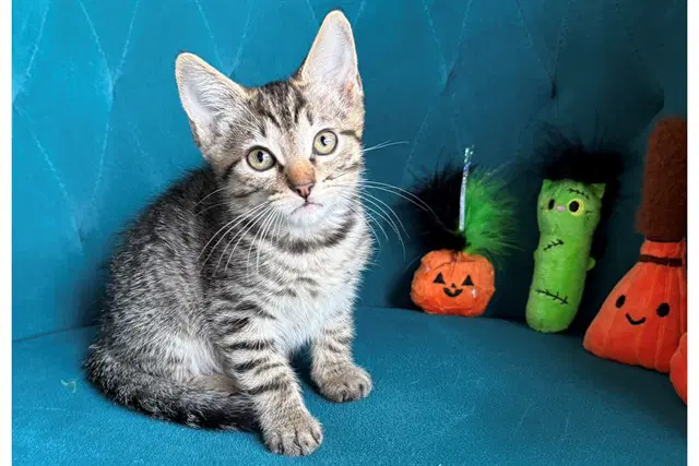 Binx - Domestic Short Hair