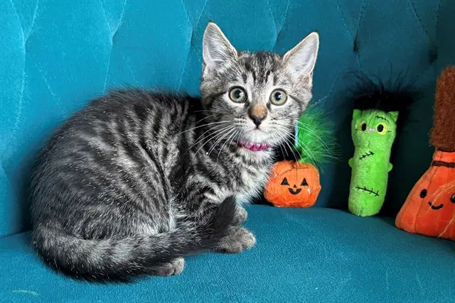 Wednesday - Domestic Short Hair