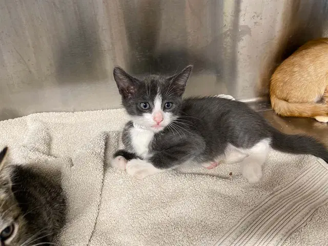 Godzilla - Domestic Short Hair
