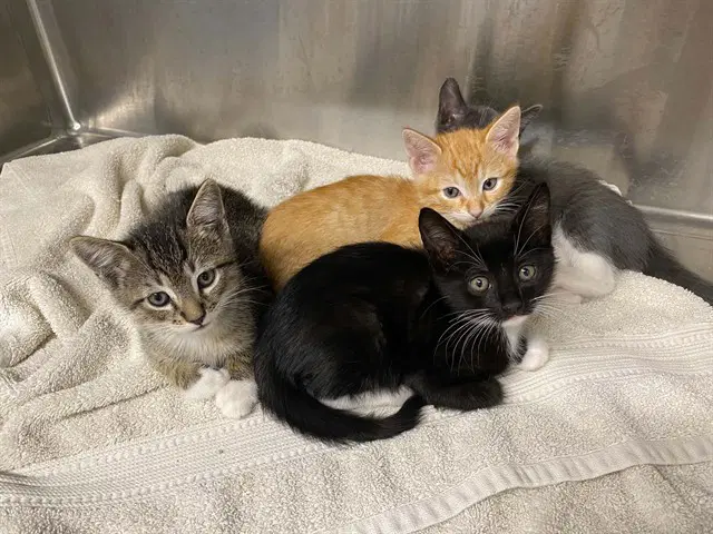 Rodan - Domestic Short Hair