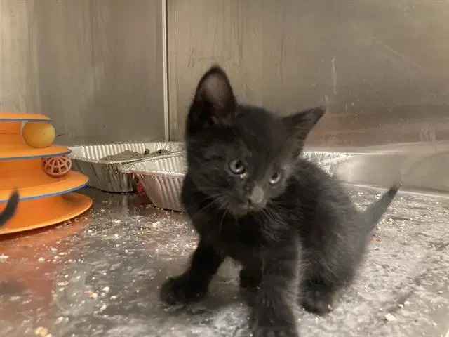 Starscream - Domestic Short Hair