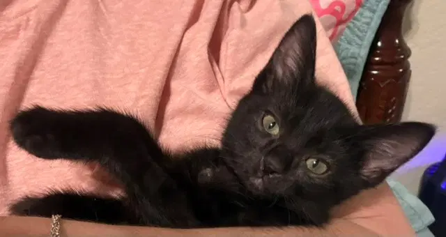 Starscream - Domestic Short Hair