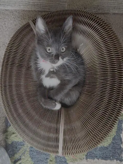 Megatron - Domestic Short Hair