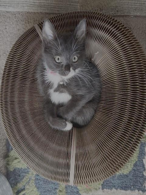 Megatron