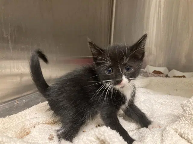 Arcee - Domestic Short Hair
