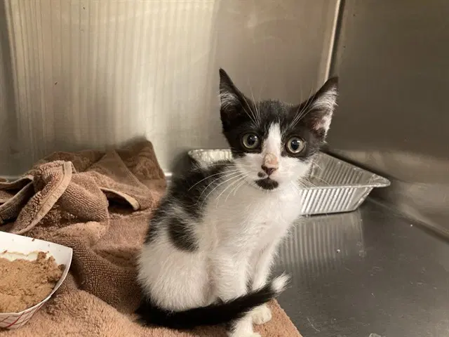 Cowdy - Domestic Short Hair