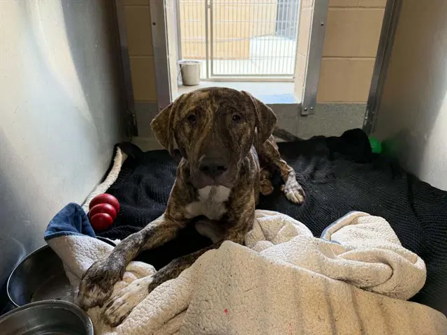 Charlie - Plott Hound