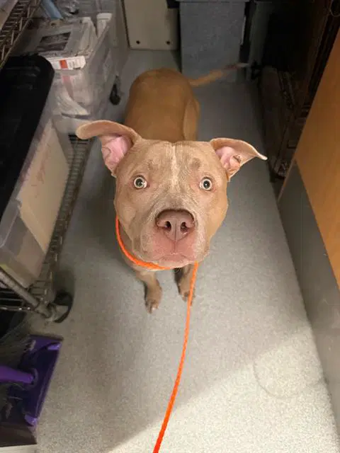 Kenny - Pit Bull Terrier