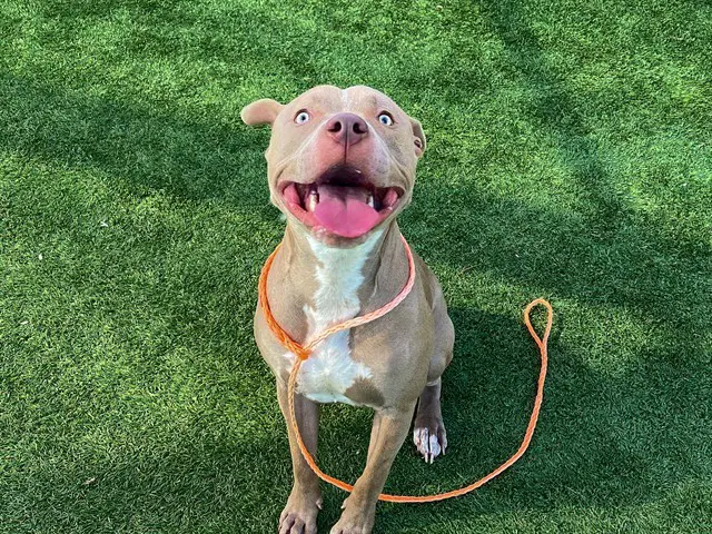 Kenny - Pit Bull Terrier