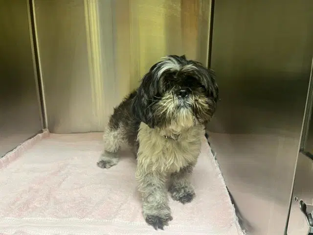 Nala - Shih Tzu