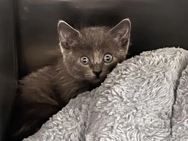 Ted - Domestic Short Hair