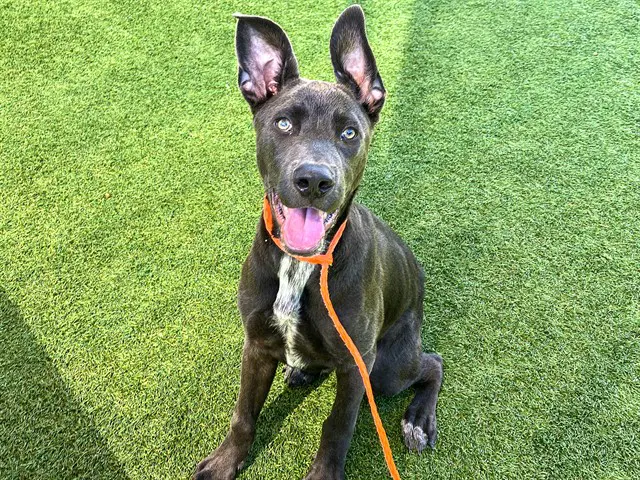 Abraxos - Weimaraner