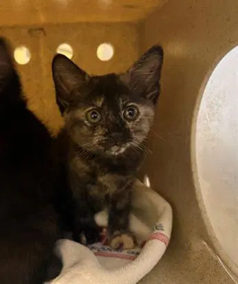 Saffron - Domestic Short Hair