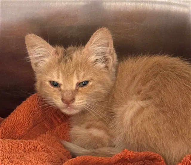 Oliver - Domestic Short Hair