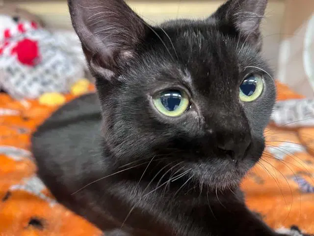 Midnight - Domestic Short Hair