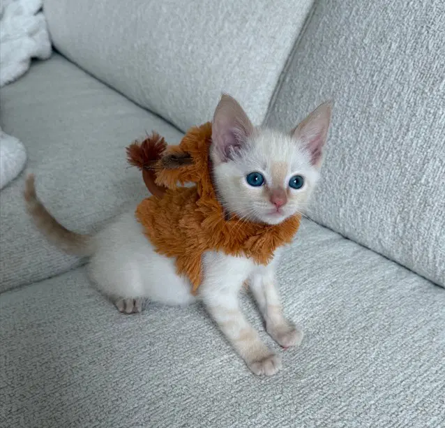 Crumb - Siamese