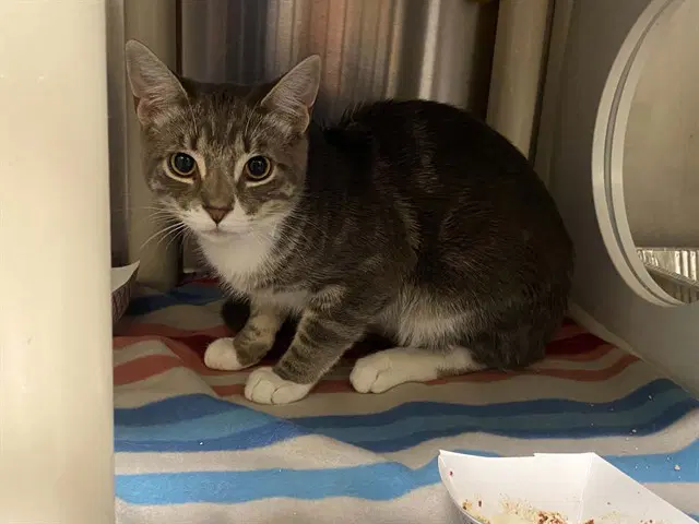 Star Fighter - Domestic Short Hair