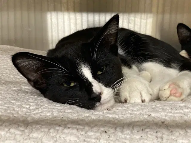 Bram - Domestic Short Hair