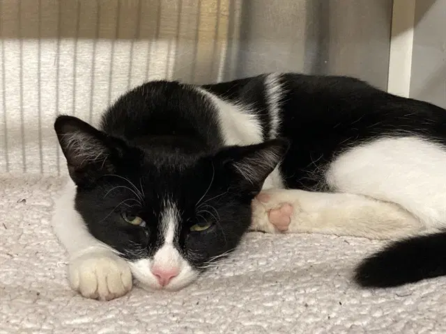 Ichabod - Domestic Short Hair