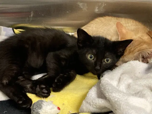 Persephone - Domestic Short Hair
