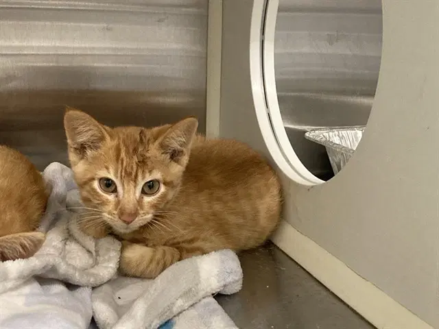 Ember - Domestic Short Hair