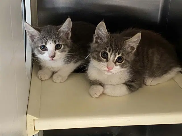 Pop - Domestic Short Hair