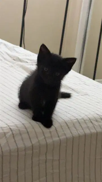 Cole - Domestic Short Hair