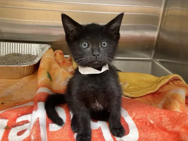 Cole - Domestic Short Hair
