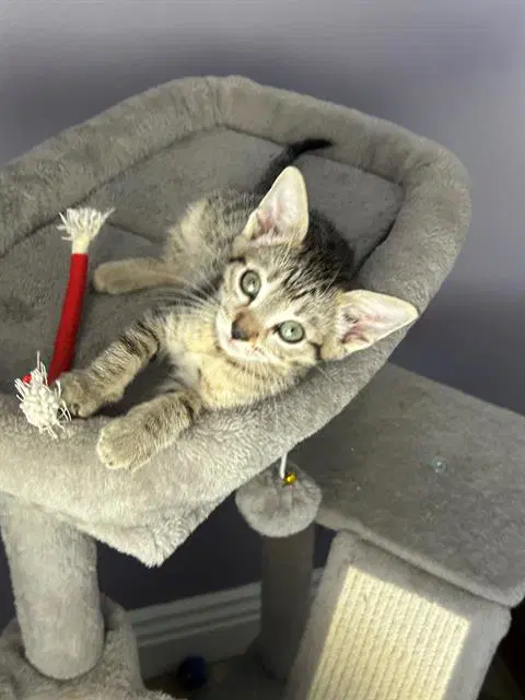 Tiny - Domestic Short Hair