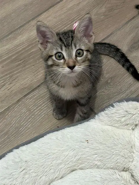 Bear - Domestic Short Hair