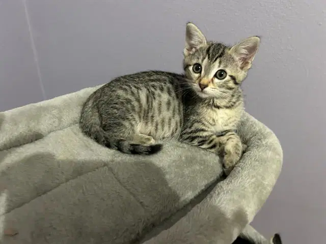 Darla - Domestic Short Hair