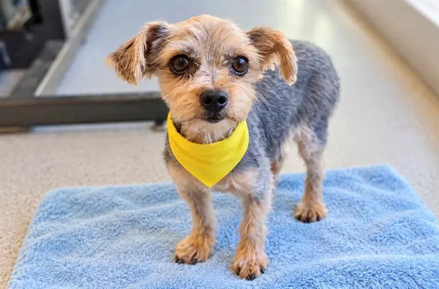 Marty - Yorkshire Terrier Yorkie