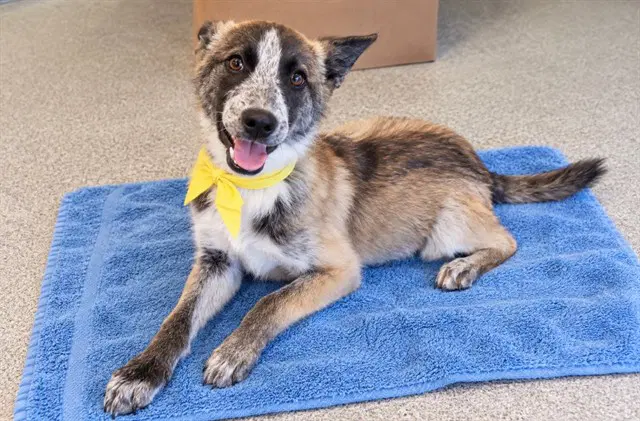 Coyote - Border Collie
