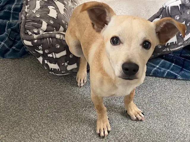Herbie - Chihuahua