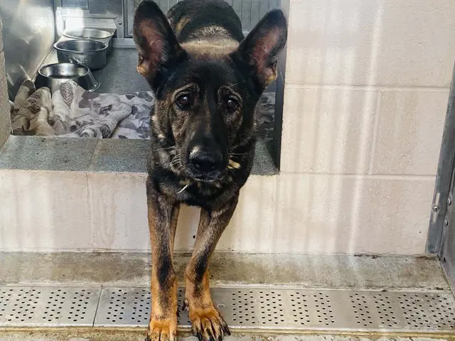 Kiki - German Shepherd Dog