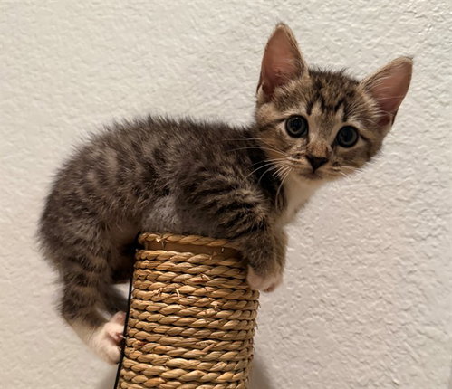 Malcolm, Domestic Short Hair (medium coat)