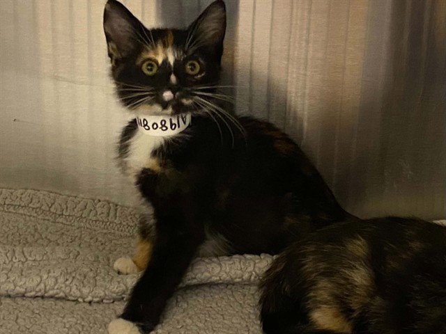 MISO