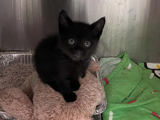 Blacky image 1