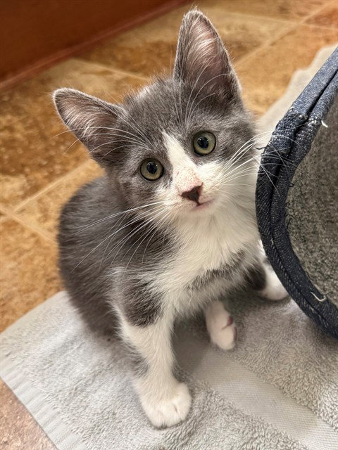 BASIL