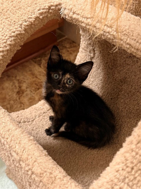 CINNAMON
