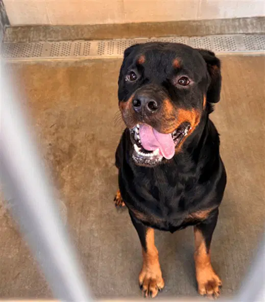 Cinder - Rottweiler